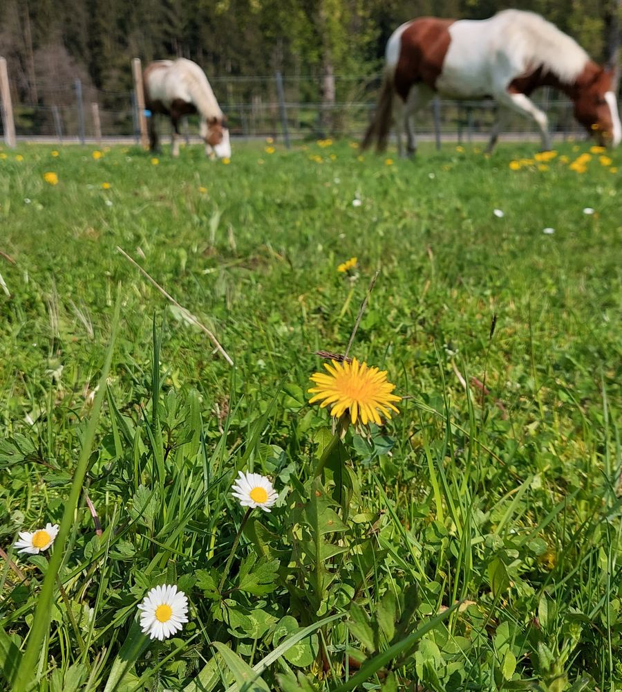 Blumenwiese mit Pferden im Hintergrund